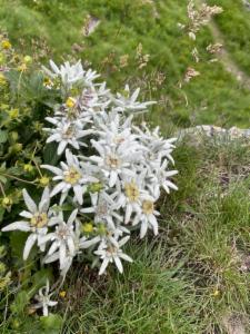 Click to view this image in a large viewer