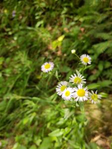 Click to view this image in a large viewer