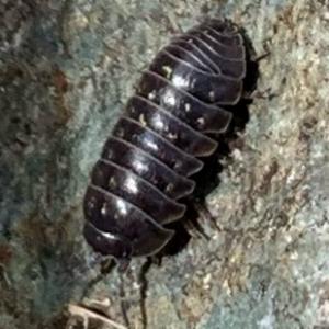 Click to view this image in a large viewer