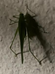 Click to view this image in a large viewer