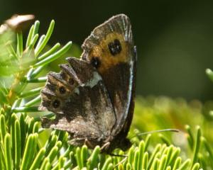 Click to view this image in a large viewer