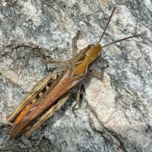 Click to view this image in a large viewer