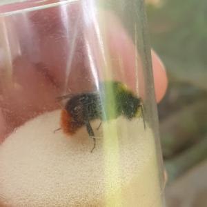 Click to view this image in a large viewer