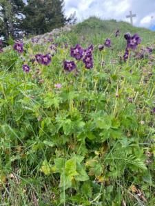 Click to view this image in a large viewer