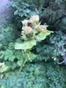 Click to view this image in a large viewer