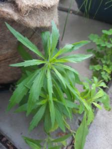 Click to view this image in a large viewer