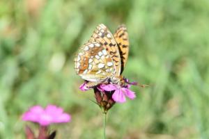 Click to view this image in a large viewer