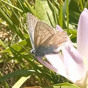 Click to view this image in a large viewer