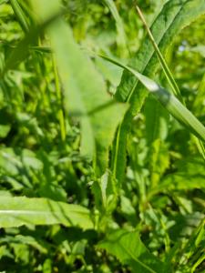 Click to view this image in a large viewer