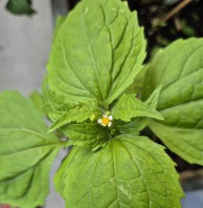 Click to view this image in a large viewer