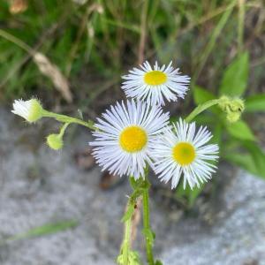 Click to view this image in a large viewer