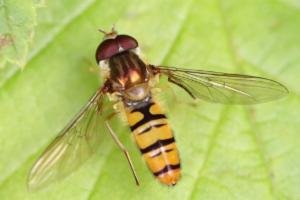 Click to view this image in a large viewer