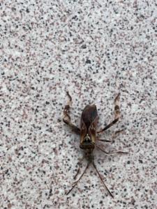 Click to view this image in a large viewer