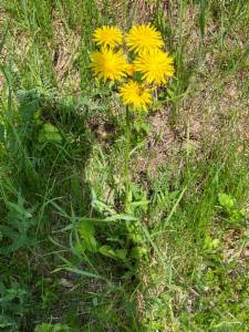 Click to view this image in a large viewer