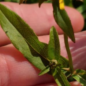 Click to view this image in a large viewer