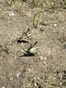 Click to view this image in a large viewer