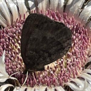 Click to view this image in a large viewer