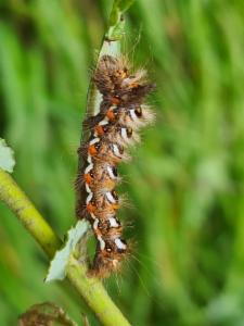 Click to view this image in a large viewer