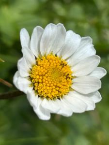 Click to view this image in a large viewer