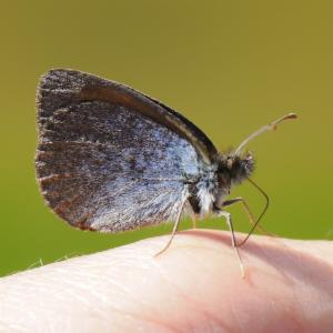 Click to view this image in a large viewer