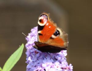 Click to view this image in a large viewer