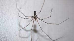 Click to view this image in a large viewer