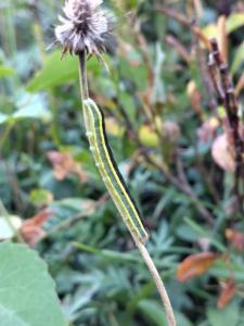 Click to view this image in a large viewer