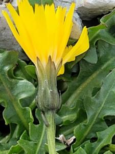 Click to view this image in a large viewer