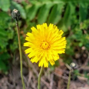 Click to view this image in a large viewer