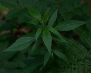 Click to view this image in a large viewer