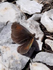 Click to view this image in a large viewer