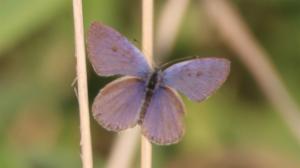 Click to view this image in a large viewer