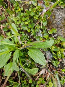 Click to view this image in a large viewer