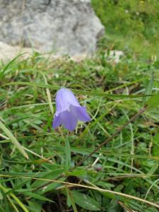 Click to view this image in a large viewer