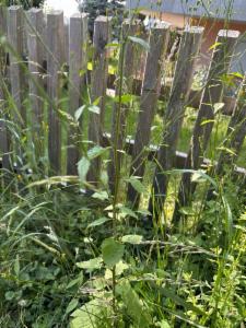 Click to view this image in a large viewer