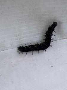 Click to view this image in a large viewer