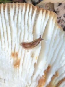 Click to view this image in a large viewer