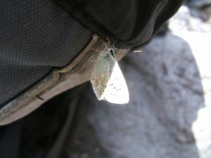 Click to view this image in a large viewer