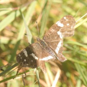 Click to view this image in a large viewer