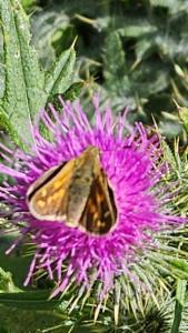 Click to view this image in a large viewer