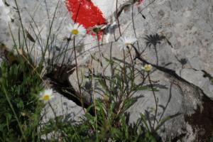 Click to view this image in a large viewer