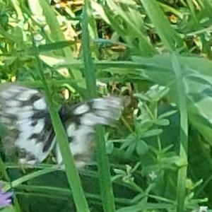 Click to view this image in a large viewer