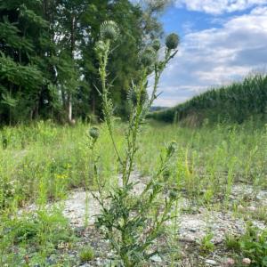 Click to view this image in a large viewer