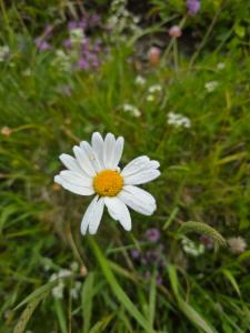 Click to view this image in a large viewer