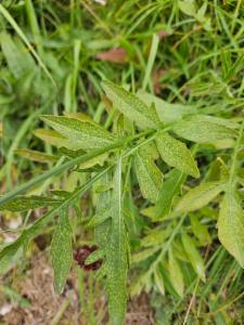 Click to view this image in a large viewer