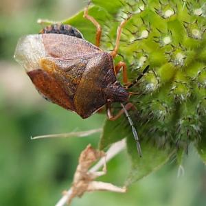 Click to view this image in a large viewer