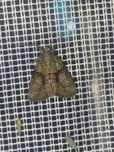 Click to view this image in a large viewer