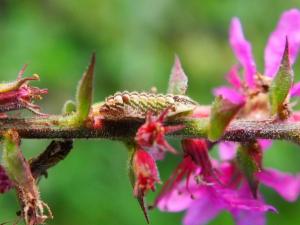 Click to view this image in a large viewer