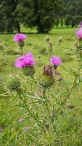 Click to view this image in a large viewer