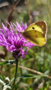 Click to view this image in a large viewer